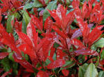 Photinia Red Robin Evergreen Shrub